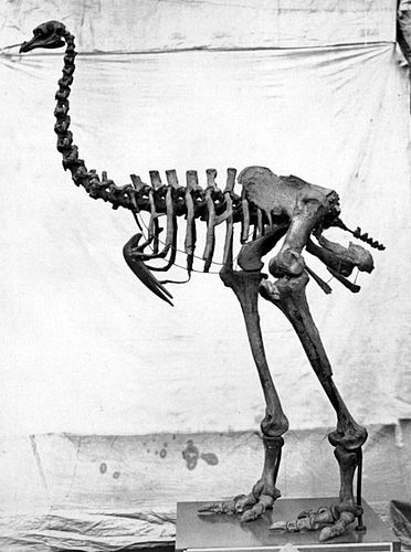 Heavy-footed moa